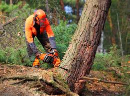 How Our Tree Care Process Works  in  Cupertino, CA